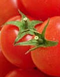 Pomodorino di Santorini